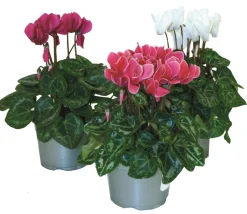 Fleuron D'anjou - Cyclamen mini pot 10,5 cm Online