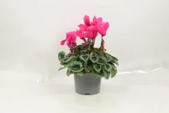Fleuron D'anjou - Cyclamen mini pot 10,5 cm Online
