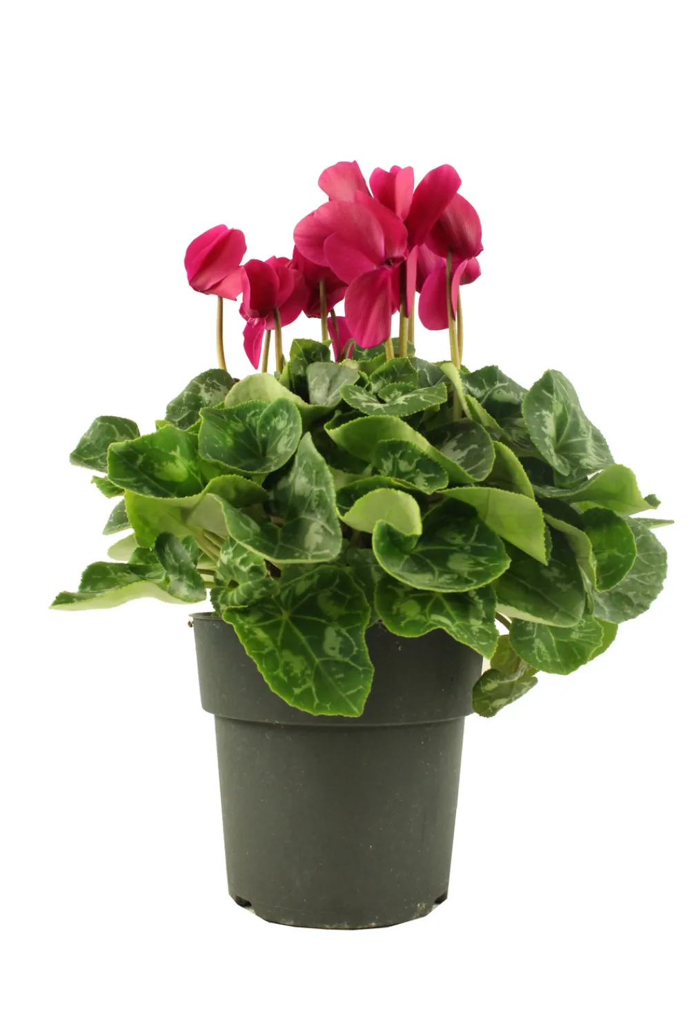 Fleuron D'anjou Plantes Fleuries | - Cyclamen pot 17 cm