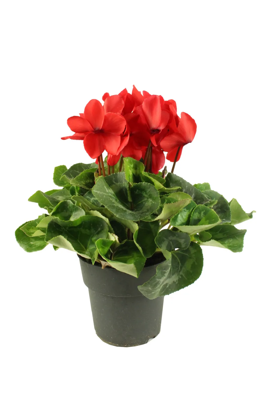 Fleuron D'anjou Plantes Fleuries | - Cyclamen pot 17 cm