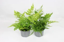 Fleuron D'anjou - Fougere dryopteris erythrosora pot 10,5 cm Best