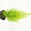 Fleuron D'anjou - Goldcrest pot 10,5 cm Clearance