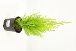 Fleuron D'anjou - Goldcrest pot 10,5 cm Clearance