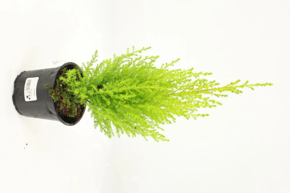 Fleuron D'anjou - Goldcrest pot 10,5 cm Clearance