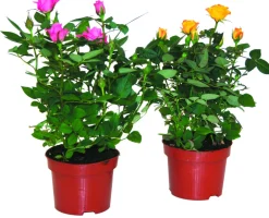 Fleuron D'anjou - Mini rosier pot 10,5 cm Clearance