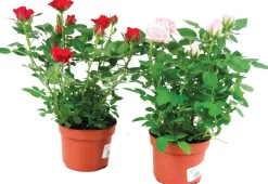 Fleuron D'anjou - Mini rosier pot 10,5 cm Clearance