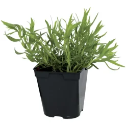 Fleuron D'anjou Plants De Légumes Et Aromatiques | - Plant de estragon pot de 1l