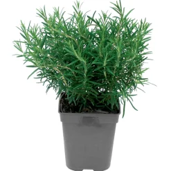 Fleuron D'anjou Plants De Légumes Et Aromatiques | - Plant de romarin pot de 1l