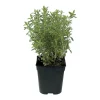 Fleuron D'anjou Plants De Légumes Et Aromatiques | - Plant de sarriette pot de 1l