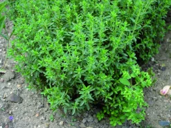 Fleuron D'anjou Plants De Légumes Et Aromatiques | - Plant de sarriette pot de 1l