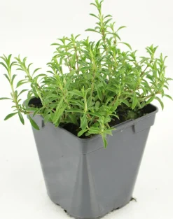 Fleuron D'anjou Plants De Légumes Et Aromatiques | - Plant de sarriette pot de 1l