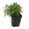 Fleuron D'anjou Plants De Légumes Et Aromatiques | - Plant de sauge officinale vert pot de 1l