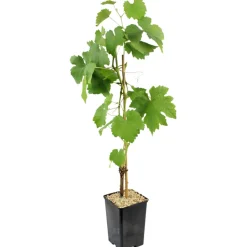Fleuron D'anjou - Plant de Vigne alphonse lavallee pot 1,3 l New