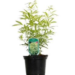 Fleur - Oranger du mexique - choisya ternata goldfinger 25cm New