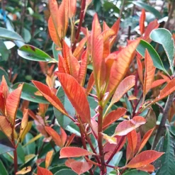 Fleur - Photinia fraseri camilvy - photinia fraseri camilvy 40cm Discount