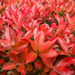 Fleur Plantes De Haies | - Photinia fraseri carré rouge 40cm 40cm en pot