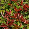 Fleur - Photinia nain red robin - photinia fraseri little red robin 30cm 25cm en pot Online