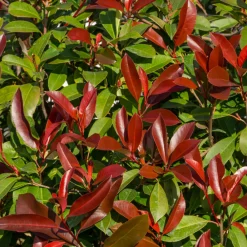 Fleur - Photinia nain red robin - photinia fraseri little red robin 30cm 25cm en pot Online