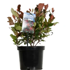 Fleur - Photinia nain red robin - photinia fraseri little red robin 30cm 25cm en pot Online