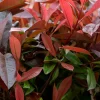 Fleur Plantes De Haies | - Photinia nain red robin - photinia fraseri red robin 40cm 40cm en pot