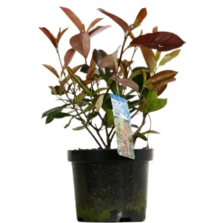 Fleur Plantes De Haies | - Photinia nain red robin - photinia fraseri red robin 40cm 40cm en pot