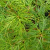 Fleur Plantes De Terre De Bruyère | - Érable du japon emerald lace - acer palmatum emerald lace 40cm