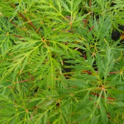 Fleur Plantes De Terre De Bruyère | - Érable du japon emerald lace - acer palmatum emerald lace 40cm