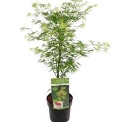 Fleur Plantes De Terre De Bruyère | - Érable du japon emerald lace - acer palmatum emerald lace 40cm