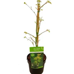 Fleur Plantes De Terre De Bruyère | - Érable du japon emerald lace - acer palmatum emerald lace 40cm