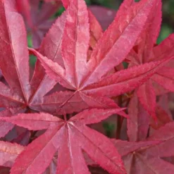 Fleur Plantes De Terre De Bruyère | - Érable twomblys red sentinel - acer twomblys red sentinel 40cm