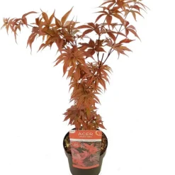 Fleur Plantes De Terre De Bruyère | - Érable twomblys red sentinel - acer twomblys red sentinel 40cm