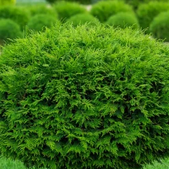 Fleur - Thuya du canada brabant - thuja occidentalis brabant 80cm en pot Clearance
