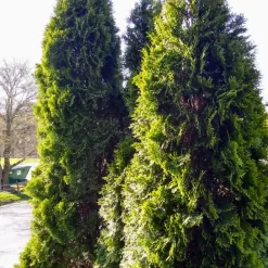 Fleur Conifères | - Thuya du canada smaragd - thuja occidentalis smaragd 80cm en pot