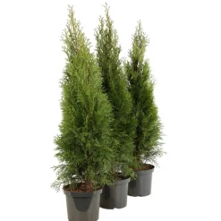 Fleur Conifères | - Thuya du canada smaragd - thuja occidentalis smaragd 80cm en pot