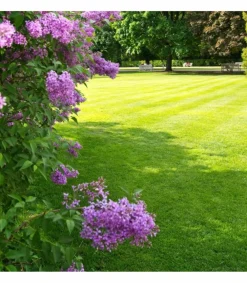 Florivert - Engrais flori or 7-5-7 algues 20 kg dynamise la vie du sol, pour toutes saisons - neg01889 Clearance