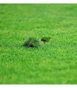 Florivert Gazons | - Gazon sport jeux terra sport 10 kg résistant au piétinement, établissement rapide - 1201637