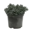 NA Genévrier écailleux (Juniperus squamata) 'Blue Star' 20/25 : pot 3L Sale
