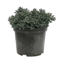 NA Genévrier écailleux (Juniperus squamata) 'Blue Star' 20/25 : pot 3L Sale
