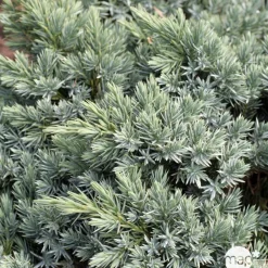NA Genévrier écailleux (Juniperus squamata) 'Blue Star' 20/25 : pot 3L Sale