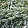 NA Conifères | Genévrier écailleux (Juniperus squamata) 'Blue Carpet' 40/60 : pot 5L