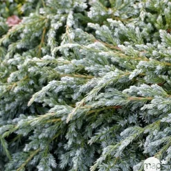 NA Conifères | Genévrier écailleux (Juniperus squamata) 'Blue Carpet' 40/60 : pot 5L