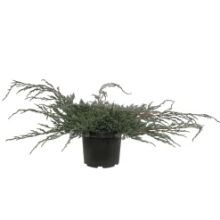 NA Conifères | Genévrier écailleux (Juniperus squamata) 'Blue Carpet' 40/60 : pot 5L
