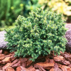NA Genévrier commun (Juniperus communis) 'Compressa' 30/40 : pot 3L Outlet