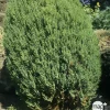 NA Genévrier de Chine (Juniperus chinensis) 'Stricta' 40/50 : pot 3L Clearance