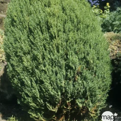 NA Genévrier de Chine (Juniperus chinensis) 'Stricta' 40/50 : pot 3L Clearance