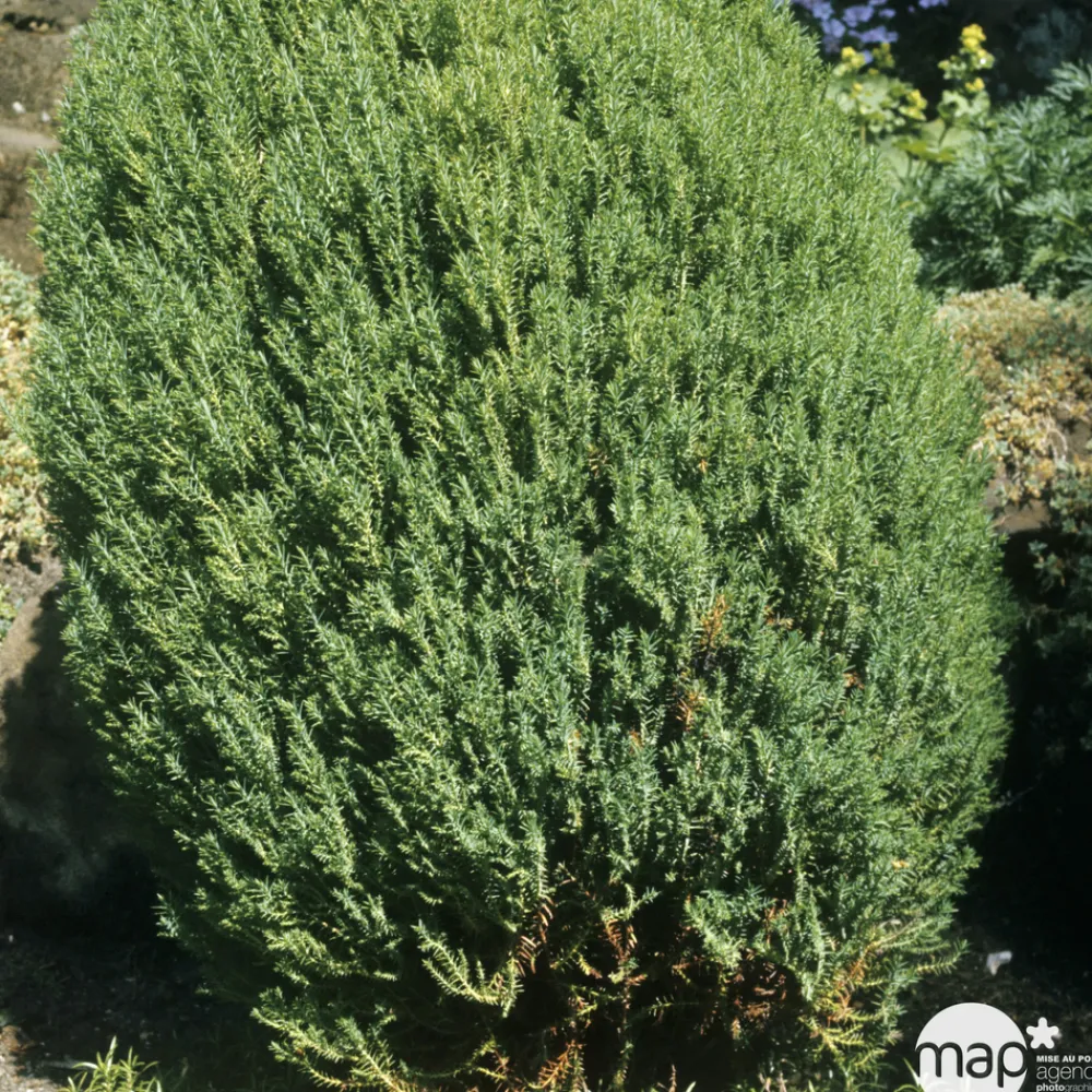 NA Genévrier de Chine (Juniperus chinensis) 'Stricta' 40/50 : pot 3L Clearance