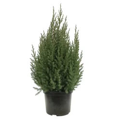 NA Genévrier de Chine (Juniperus chinensis) 'Stricta' 40/50 : pot 3L Clearance