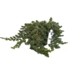 NA Conifères | Genévrier (Juniperus conferta) 'Blue Pacific' 30/40 : pot 3L