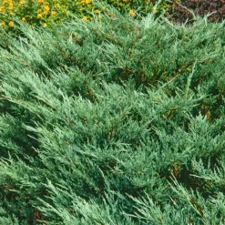 NA Conifères | Genévrier (Juniperus conferta) 'Blue Pacific' 30/40 : pot 3L