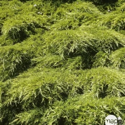 NA Genévrier 'Old Gold' (Juniperus media) 40/60 : pot 5L